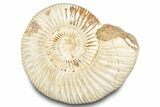 Polished Jurassic Ammonite (Perisphinctes) - Madagascar #283204-1